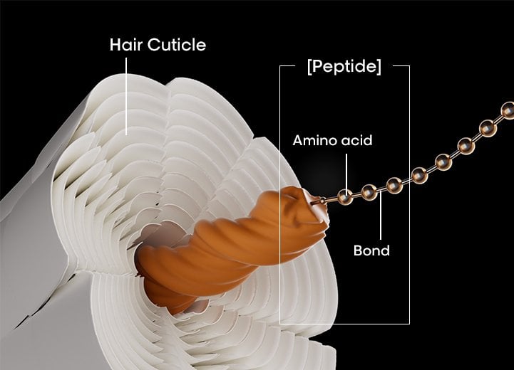Hair cuticle structure and peptide repair with amino acids and bonds for damaged hair treatment
